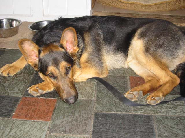 Tired Marshall