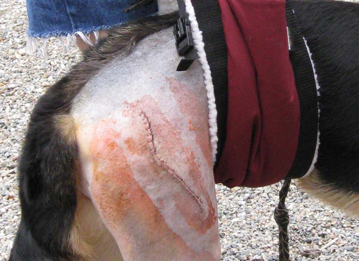 OUCH! Those staples look sore