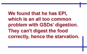 We found that he has EPII, which is an all too common problem with GSDs digestion. They can't digest food correctly, hence the starvation