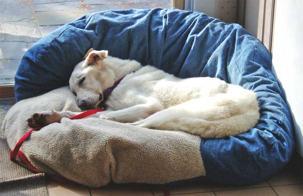 cuddled into a big poofy bed