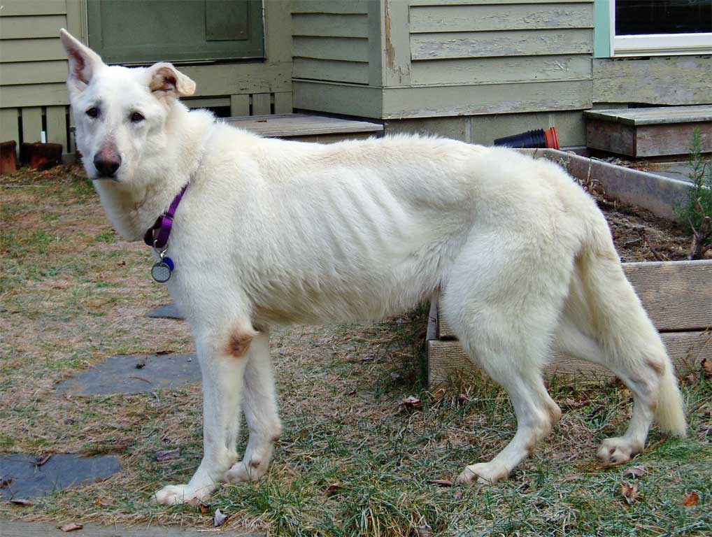 Every rib and bone stuck out on Wayde's body as he was starving