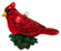 red cardinal
